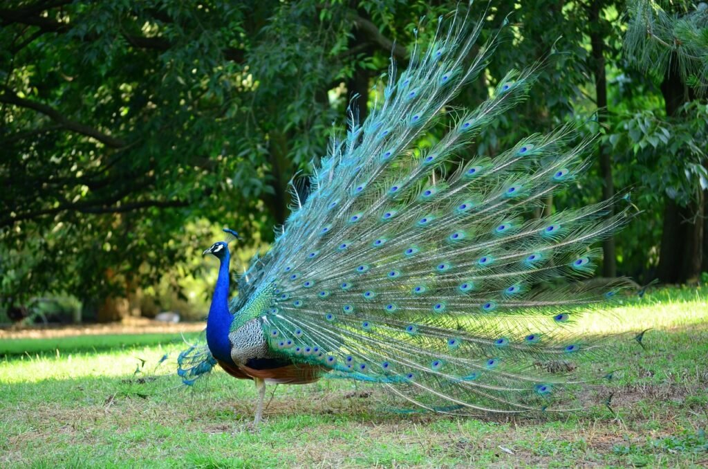 A peacock