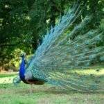 A peacock